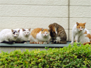 The most wild Cats in Japan.