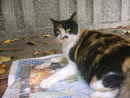 Cat that reads newspaper